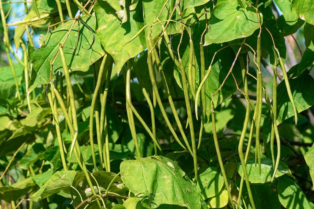 Kacang panjang