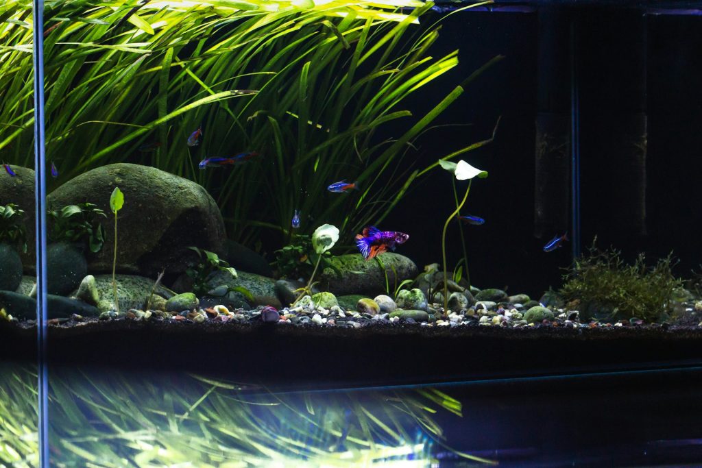 Membuat aquascape