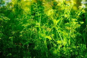 Tips mencabut rumput liar