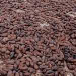 biji coklat