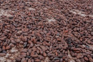 biji coklat