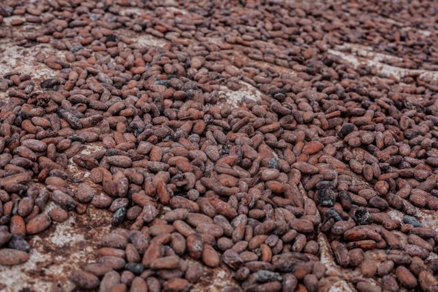 biji coklat