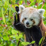 red panda