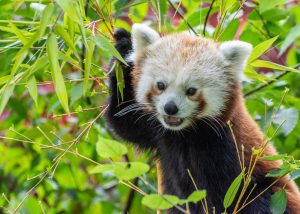 red panda