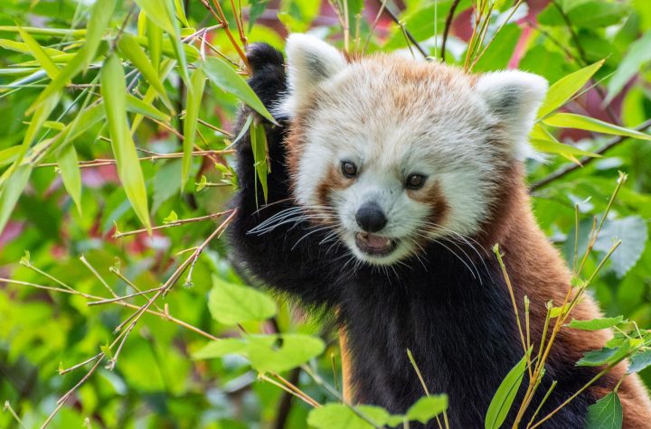 red panda