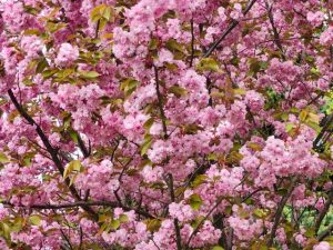 jenis bunga sakura